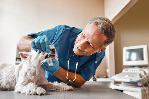 Tooth Infection Emergency Dentist in MN